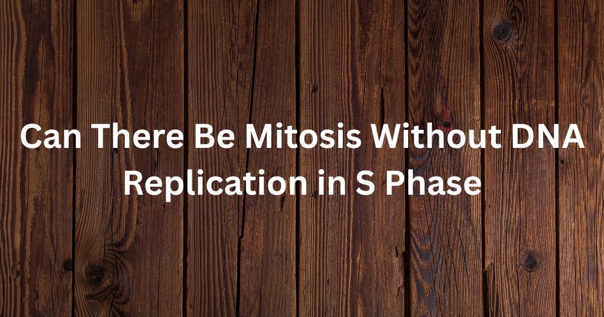 Can There Be Mitosis Without DNA Replication in S Phase